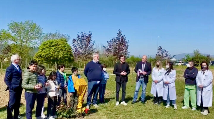 Ospedale Città di Castello, donato un boschetto di betulle
