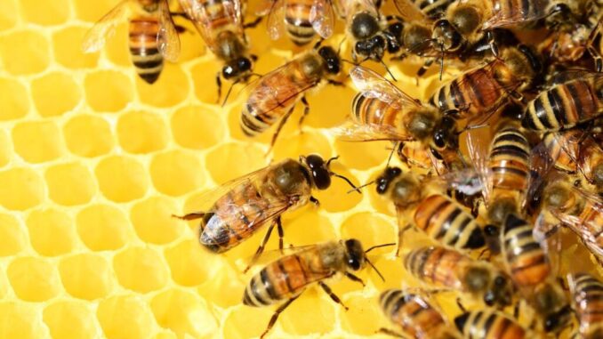 Api amiche dell’ambiente e delle scuole a Città di Castello, studenti in prima linea nella tutela e valorizzazione degli insetti