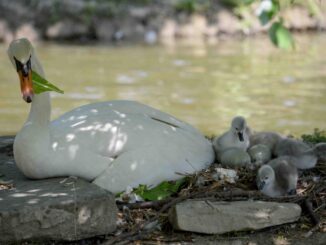 Parco dei cigni Rignaldello, sono nati quattro pulcini, ma sono sette le uova