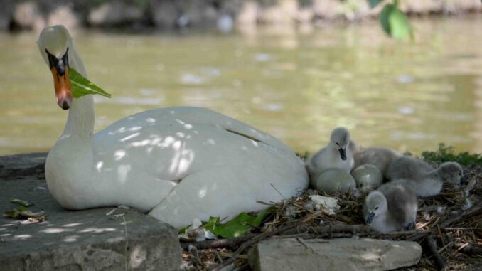 Parco dei cigni Rignaldello, sono nati quattro pulcini, ma sono sette le uova