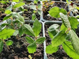 Alberi di leccio alle bambine e ai bambini umbertidesi, continua l'Associazione Gruppo Volontari Umbertide