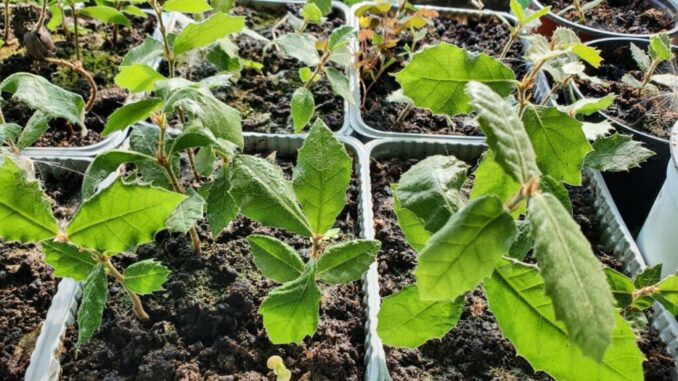 Alberi di leccio alle bambine e ai bambini umbertidesi, continua l'Associazione Gruppo Volontari Umbertide