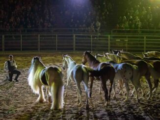 Due serate da sogno con il gala equestre della Mostra del Cavallo