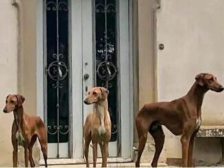 Levriero di Città di Castello cane dell'anno 2022 in Russia