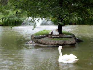 “Covata” record di cigni al parco di Rignaldello