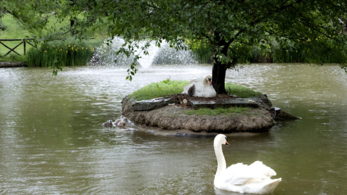 “Covata” record di cigni al parco di Rignaldello