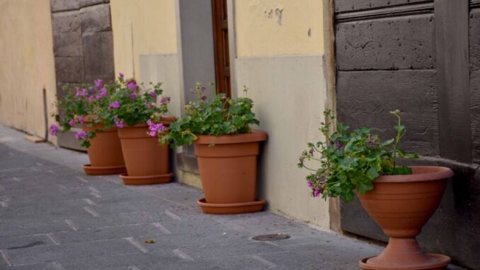 Geranio e lillà centro storico di Castello più verde e curato
