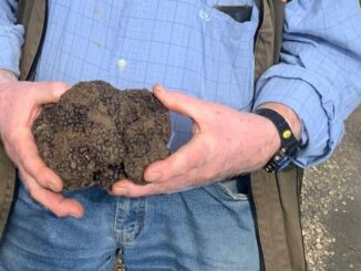 Maxi-tartufo, “scorzone”, di oltre un chilo scovato nelle campagne di Città di Castello
