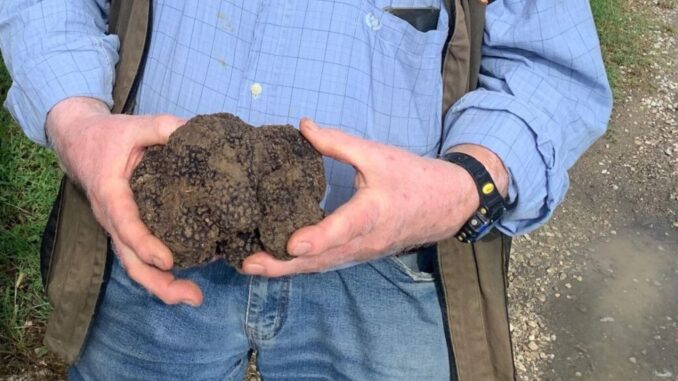 Maxi-tartufo, “scorzone”, di oltre un chilo scovato nelle campagne di Città di Castello