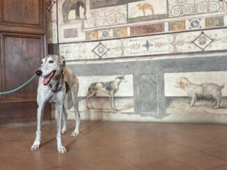 E’ Aton, uno splendido levriero, il visitatore più simpatico a quattro zampe della Pinacoteca