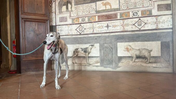 E’ Aton, uno splendido levriero, il visitatore più simpatico a quattro zampe della Pinacoteca