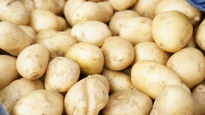 Al via la 36esima edizione della “Mostra Mercato del Tartufo Bianco e della Patata”