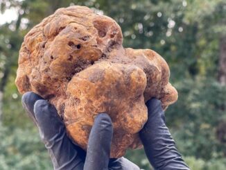I migliori cani da tartufo d’Italia a Città di Castello