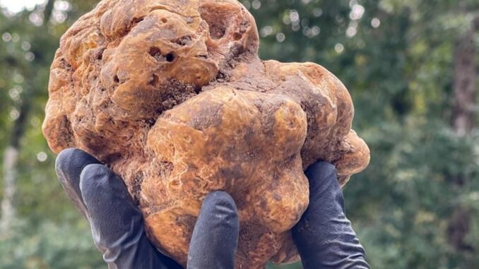 I migliori cani da tartufo d’Italia a Città di Castello
