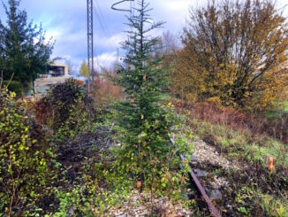 Cedro nasce spontaneo sui binari "morti" della vecchia ferrovia