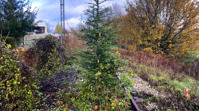 Cedro nasce spontaneo sui binari "morti" della vecchia ferrovia