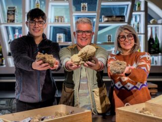 Scoperto maxi-tartufo da 1kg e 100, record a Pietralunga