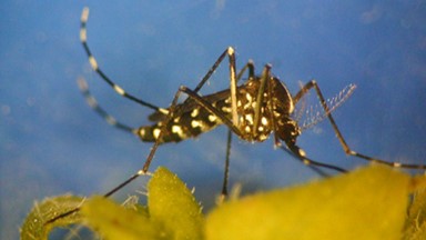 Alto Tevere, novità sull’ordinanza contro le zanzare