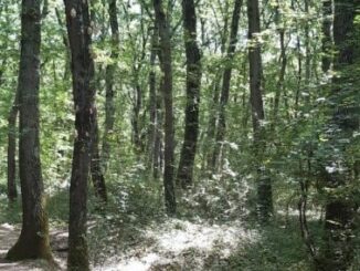 Conclusi gli interventi di riqualificazione Bosco del Macchione