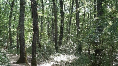 Conclusi gli interventi di riqualificazione Bosco del Macchione