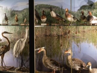 Museo Ornitologico "Silvio Bambini" di Pietralunga: Una Ricca Collezione per la Conservazione della Fauna Appenninica