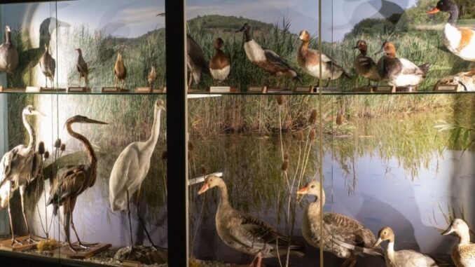 Museo Ornitologico "Silvio Bambini" di Pietralunga: Una Ricca Collezione per la Conservazione della Fauna Appenninica