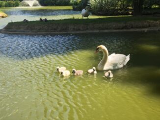 Al parco comunale di Rignaldello si ripete il miracolo della vita: nei giorni scorsi sono nati cinque cigni