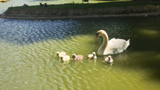 Al parco comunale di Rignaldello si ripete il miracolo della vita: nei giorni scorsi sono nati cinque cigni