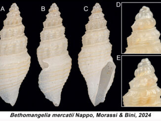 Scoperte due nuove specie conchiglie museo scienze naturali