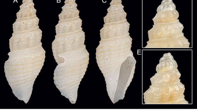 Scoperte due nuove specie conchiglie museo scienze naturali