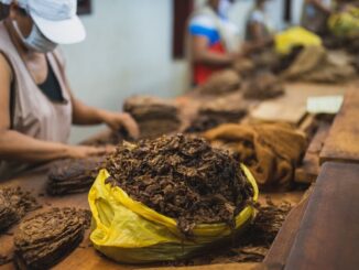 Esperti discutono storia e sviluppo futuro del tabacco nella regione