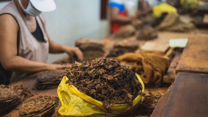 Esperti discutono storia e sviluppo futuro del tabacco nella regione