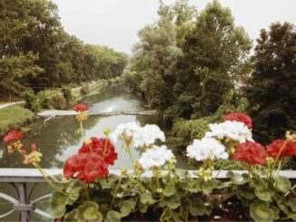 Fiori bianchi e rossi sui due parapetto del ponte sul tevere