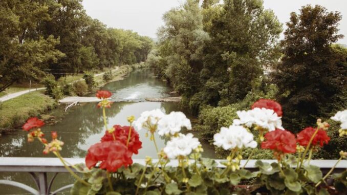 Fiori bianchi e rossi sui due parapetto del ponte sul tevere