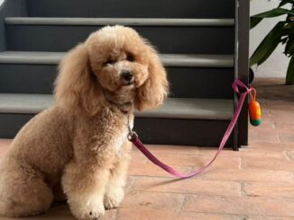 Pinacoteca di Città di Castello: Un Museo Amico dei Cani