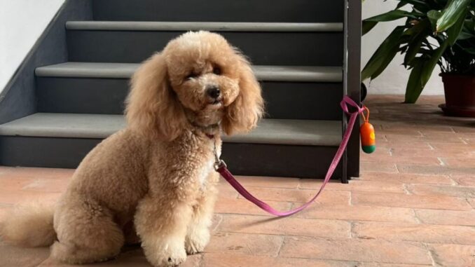 Pinacoteca di Città di Castello: Un Museo Amico dei Cani