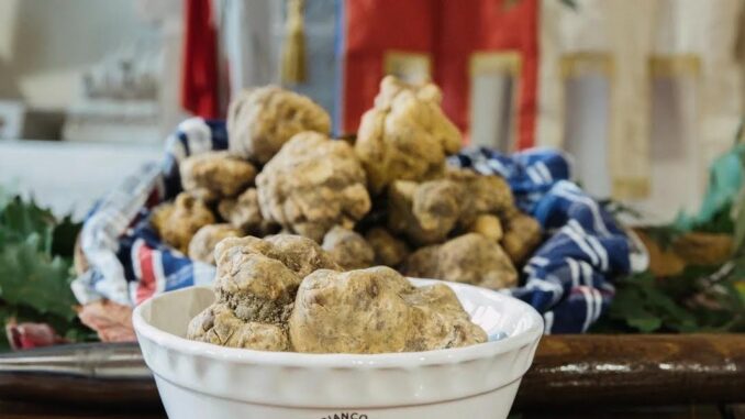 Città di Castello si prepara al 44° Salone del Tartufo Bianco