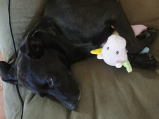 Silvia adotta Falda, cagnolina del canile dopo 8 anni di attesa