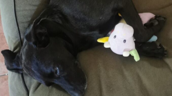 Silvia adotta Falda, cagnolina del canile dopo 8 anni di attesa