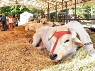 La Fiera di San Bartolomeo torna a Città di Castello