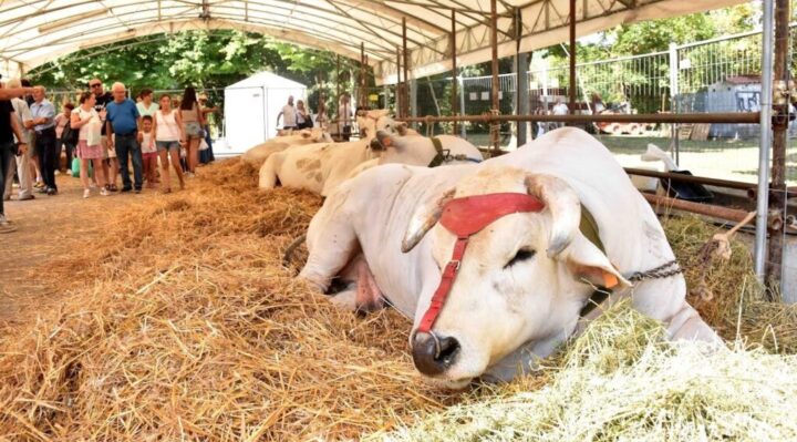 La Fiera di San Bartolomeo torna a Città di Castello