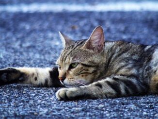 Arcaleni sollecita azioni contro randagismo felino a Città di Castello