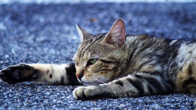 Arcaleni sollecita azioni contro randagismo felino a Città di Castello