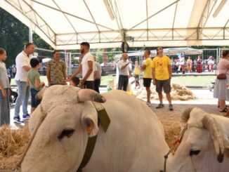 Il toro Nepal attira l’attenzione alla Fiera di San Bartolomeo