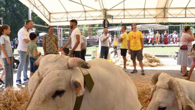 Il toro Nepal attira l’attenzione alla Fiera di San Bartolomeo