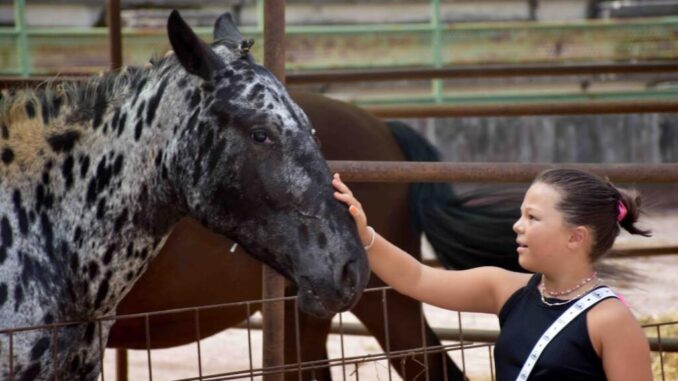 Fiera di San Bartolomeo: Mostra Zootecnica al via il 24 agosto