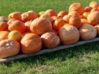 Un mese di divertimento al "Villaggio delle Zucche"