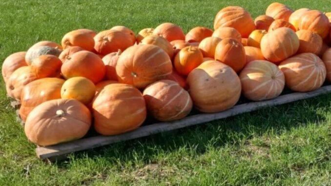 Un mese di divertimento al "Villaggio delle Zucche"