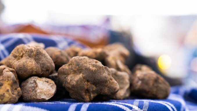 La città tartufo. Da venerdì 1 a domenica 3, Salone Tartufo Bianco