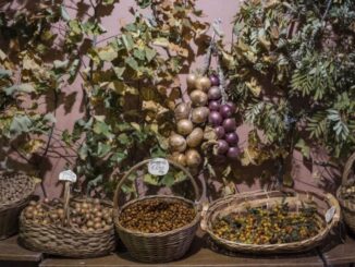 Montone ospita la 40ª Festa del Bosco dal 31 ottobre al 3 novembre